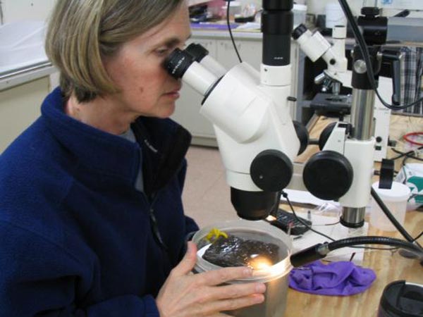 Susan Mills examines the basalt blocks recovered from Manning Seamount.