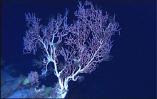 Crinoid covered bamboo coral, appearing to have retracted polyps.