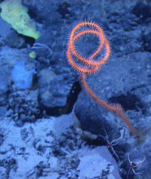 Black whip-like coral Stichopathes.