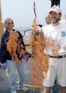 Holding a bushy black coral covered in mucus.