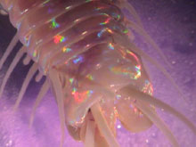 Microscopic image of Eunice norvegica worm.