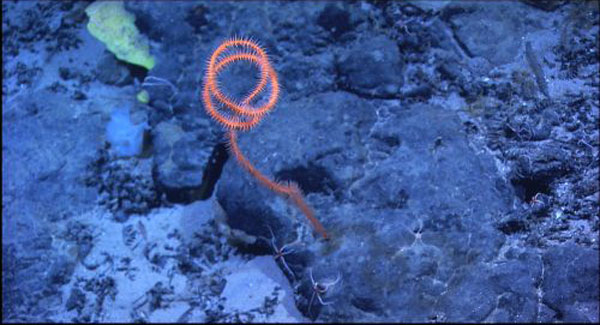 Black whip-like coral Stichopathes