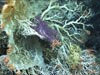 Bouquet of Corallium with deep purple Trachythela octocoral, brittle stars, crinoids, and sponges.