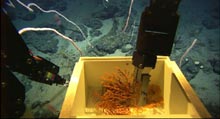 Hercules ROV collecting corals in a ‘forest’ of bamboo whip corals.