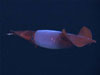 A close-up of BoreoAtlantic Armhook Squid, Gonatus fabricii.