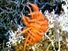 Deep-sea or cold water corals have been known for hundreds of years, but aside from a few areas, they have been poorly studied.