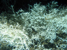 Lophelia pertusa can form thick branching colonies over large areas, providing hiding places for many different types of animals.