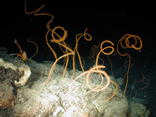 These are sea whips - another type of coral often found in patches on deepwater hard bottom surfaces. They do not create the intricate habitat formed by corals like Lophelia, but every little bit of shelter is precious if you are small and tasty.