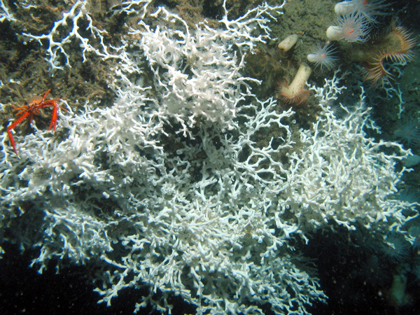 Large live colony of Lophelia pertusa with the red crab.