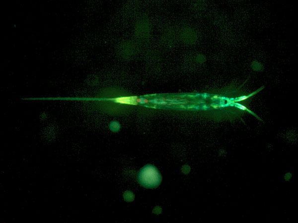  Planktonic copepod, most likely Microsetella sp., with green and yellow fluorescence.