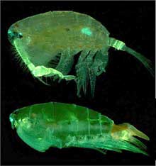 Pontellid copepod Pontella securifer