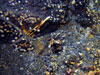  Tubeworms grow at the base of a rock outcrop that is covered with bivalves at Volcano W.