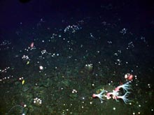 The darkness of the seabed, at over 500 metres (1640 feet) depth, was sprinkled with small, white, sea urchins.