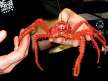 This bright red Lithodid crab is in the same family as king crabs.