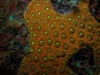 Monsatrea cavernosa exhibiting orange fluorescence and green fluorescence in the mouth of the polyps.