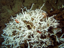 Fig. 2 The hard coral Lophelia pertusa and some invertebrate associates from Viosca Knoll 826 at 500 meters (1,640 feet) depth.