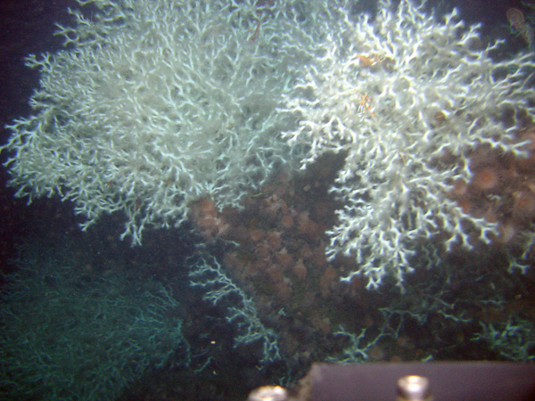 Lophelia pertusa thickets colonizing the starboard side of Gulfoil.