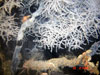 Thick branches arise from the base of a large black coral colony about 1.5 meters tall at 300 meters depth in the Gulf of Mexico.