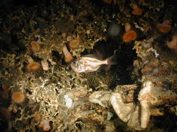 Lophelia pertusa create habitat for a number of other species at a site in Green Canyon. 