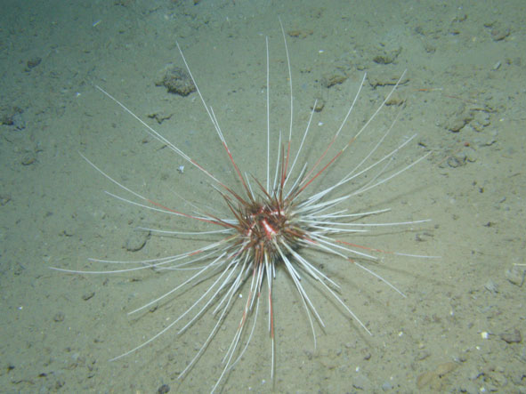 We saw this type of sea urchin at several sites, generally on soft bottoms. 