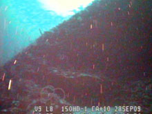 The underwater environment of Bermuda is anything but soft and flat. Near-vertical rocky shelf breaks provide challenges for piloting the ROV.