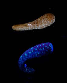 Zoanthid anemone larva in white light and with fluorescence excitation.