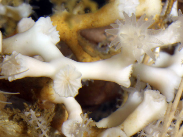 Lophelia pertusa on the seafloor.