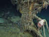 The stem and beak of the 7000 ft shipwreck.