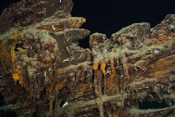 A close up of the wale and hawsehole at the top of the stem.  