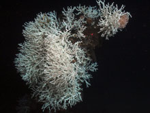 A huge colony of Lophelia lives on the stempost.