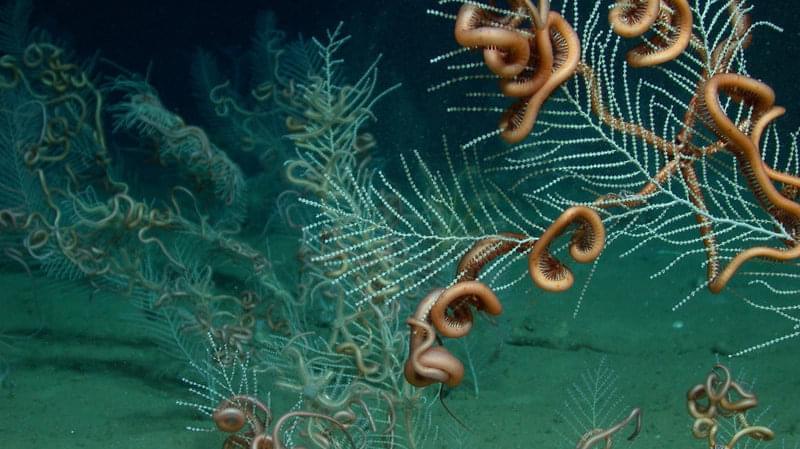 A field of the soft coral Callogorgia sp. with its ophiuroid symbiont.