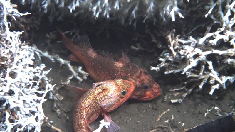 Black-bellied rose fish find shelter within a mass of Lophelia.