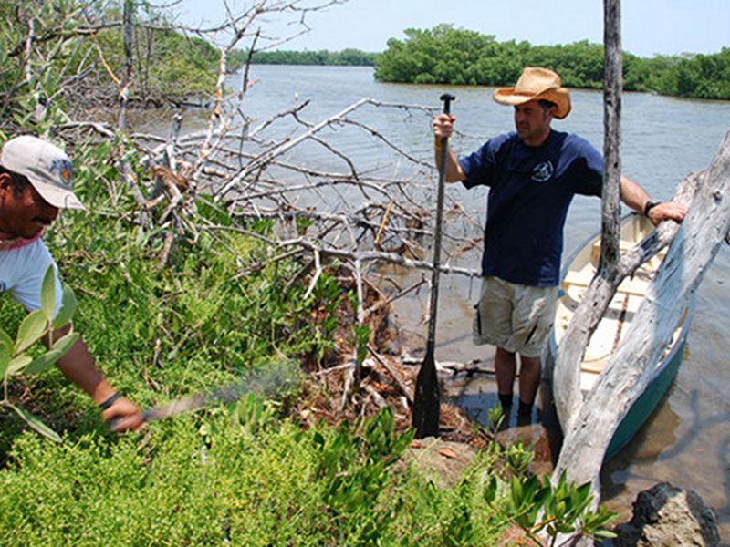 >To fully survey the island, several transects had to be cut through the jungle using machetes. Here, Dominique Rissolo marks the edge of a feature while a survey line is cleared.