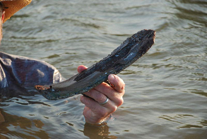 A mysterious artifact Dominique pulled from the midden in the East Harbor initially looked like a strange piece of wood, but was later determined to be a manatee bone.