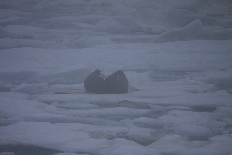 This is how we usually see marine mammals up here – two walrus obscured by fog.