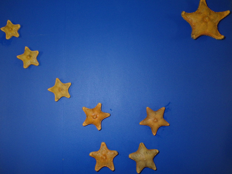 Arctic sea stars, Ctenodiscus crispatus, collected during a trawl, artfully arranged.