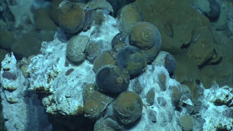 A close-up view of the two species of snails found at the Niua South (Alviniconcha and Ifremieria).