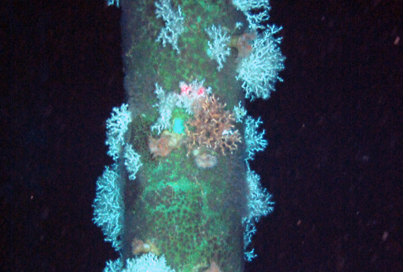 A possible rare (for the Gulf of Mexico) orange Lophelia colony seen during a remotely operated vehicle dive near the Joliet platform. Sampling would need to occur to tell for certain that this is in fact Lophelia. The two red dots you see are 10 centimeters apart.