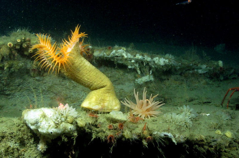 A venus flytrap anemone on the lip of a small ridge, with numerous other small animals.