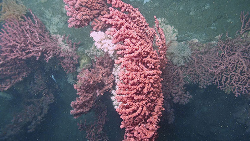 Bubblegum Coral