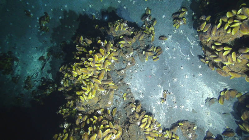 Mussels on rocky outcrops while white squat lobsters roam nearby.