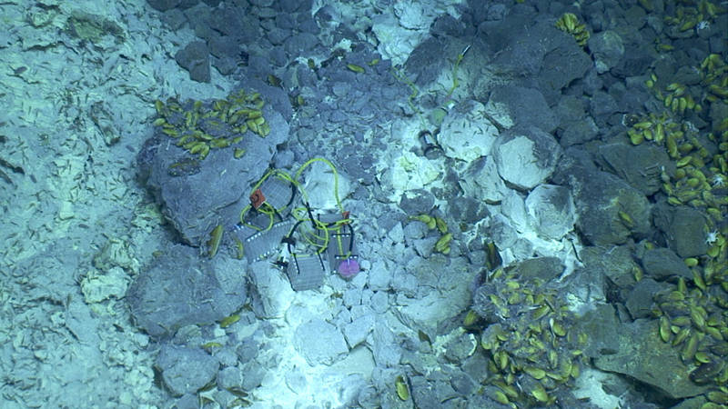 Settlement plates were also recovered from the Champagne vent area. Here, shrimp graze on sulfur (left), while mussels prefer to live on the rocks (right).