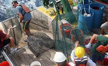 Coral Ecosystem Connectivity 2013: From Pulley Ridge to the Florida Keys