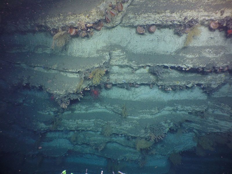 Alvin explored Pamlico Canyon off the coast of North Carolina and observed stunning rock walls covered in a diversity of corals.