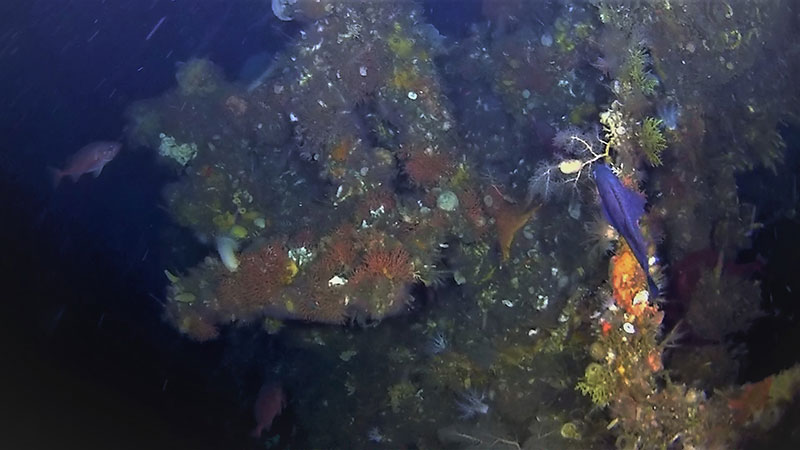 Wreckage of the USS Abner Read captured by the project’s remotely operated vehicle.