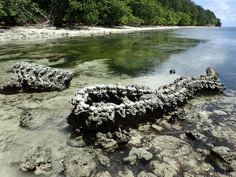 Tracks from a Sherman tank exposed at low tide.