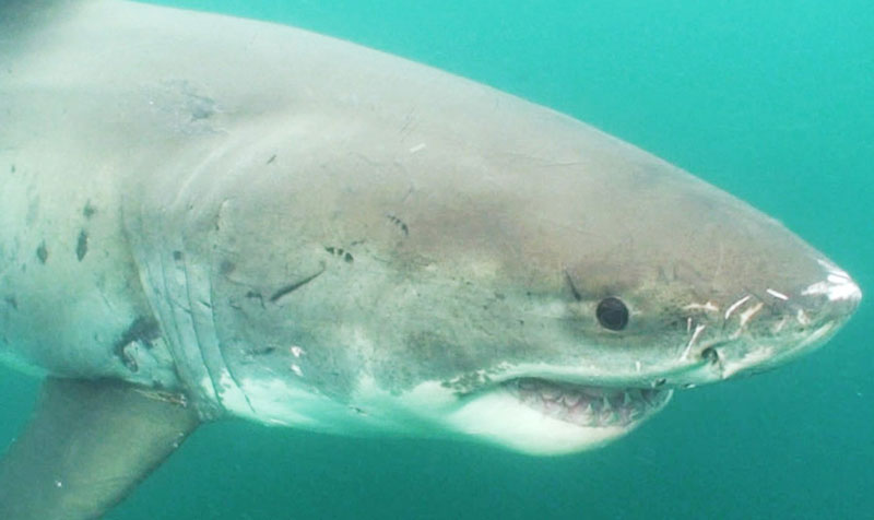 Tom Johnson is one of the tagged sharks the team will follow during the expedition. He is the oldest and longest studied white shark in the world. Image courtesy of the Voyage to the White Shark Cafe 2018.