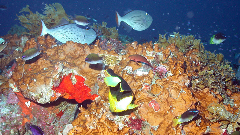 Mesophotic coral ecosystems can be found from 30–100+ meters in the northwestern Gulf of Mexico. Pictured is Geyer Bank at approximately 32 meters. Image courtesy of Flower Garden Banks National Marine Sanctuary (FGBNMS)/University of North Carolina at Wilmington, Undersea Vehicles Program (UNCW-UVP).