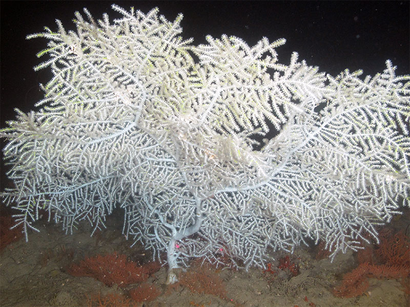 Figure 2. The sea fan, Hypnogorgia pendula, one of our focal species, is found throughout the Northwestern Gulf of Mexico. Pictured at Bouma Bank, 79 m.  Image Credit: Santiago Herrera and NOAA Flower Garden Banks National Marine Sanctuary/University of North Carolina Wilmington-Undersea Vehicles Program