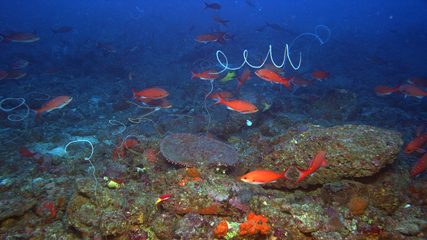 An image of a mesophotic habitat in the Gulf of Mexico collected using the high-resolution camera on the <em>Global Explorer</em> remotely operated vehicle.